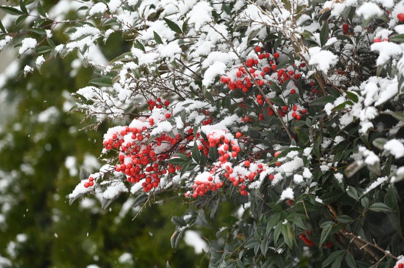 It doesn’t get much more winter than this. NICK ROTH PHOTO