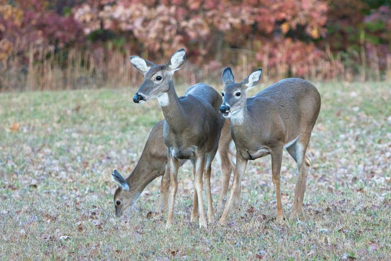 Current deer populations across Delaware often exceed 100 to 150 individuals per square mile. Ecologically sustainable levels are closer to 10 to 15 per square mile. SOURCE: DELAWARENATURALLY.ORG
