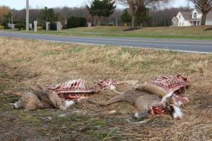 A pair of white-tail carcasses, butchered and left beside Peterkins Road southeast of Georgetown. BY DENNIS FORNEY