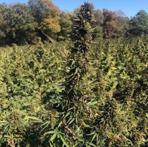 This photo shows one of Delaware’s 18 research hemp fields under cultivation this year. Hemp is basically the same cannabis plant from which marijuana is derived, only with the psychoactive chemical compound THC bred out of the plants. Budding hemp plants still, however, produce the CBD compound which is valued for its anti-inflammatory and other medical uses. SUBMITTED PHOTO