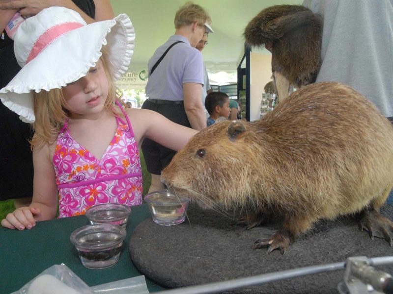 stuffed nutria