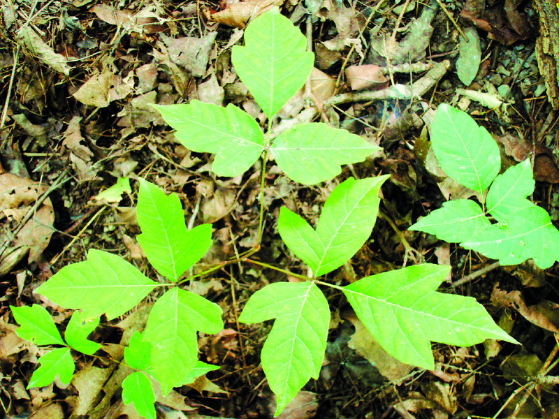 'Tis the season for poison ivy | Cape Gazette