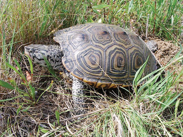 May is turtle season: Tips on what to do if you find one | Cape Gazette