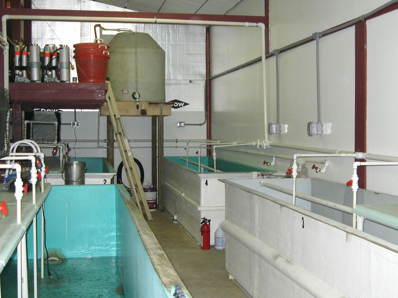 shrimp farming tanks