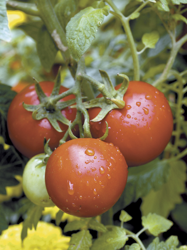 Brandywine Tomato - Seed Savers Exchange