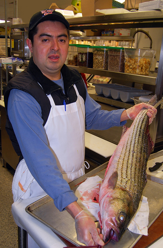 How to fillet a striped bass