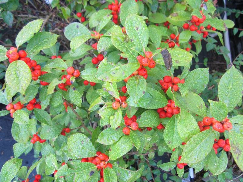 Berry nice for a winter garden | Cape Gazette