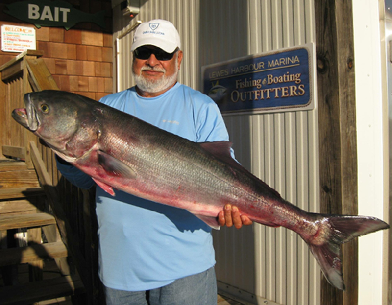 jersey blue fish