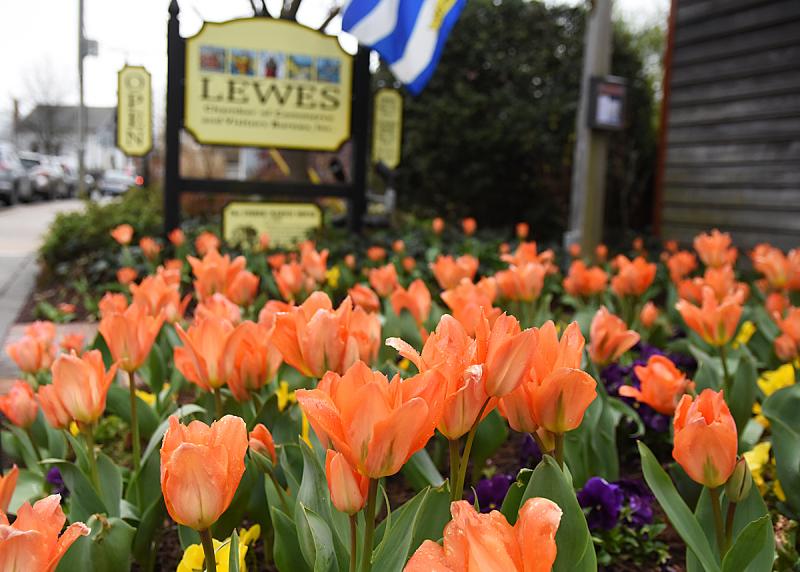 Tulip Festival blooms in Lewes Cape Gazette