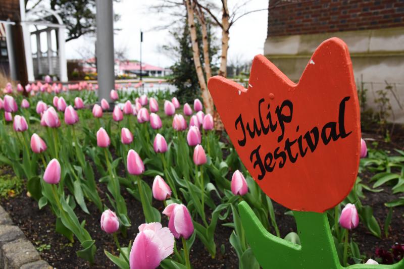 Tulip Festival blooms in Lewes Cape Gazette