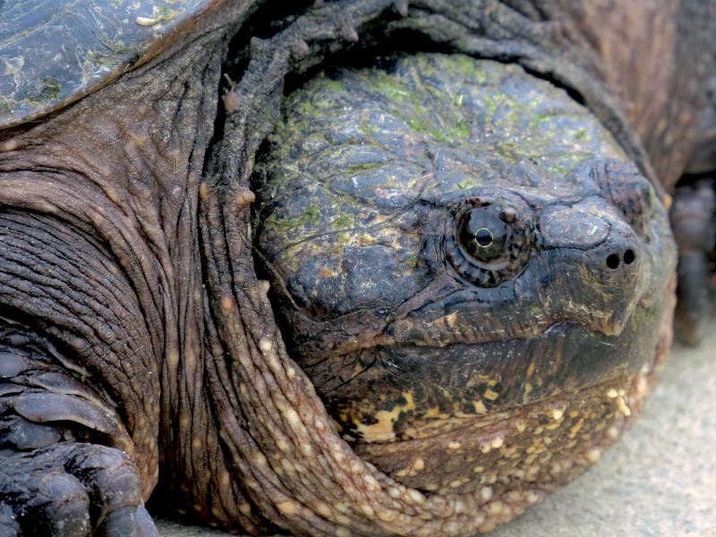 Snapping turtle snapshot | Cape Gazette