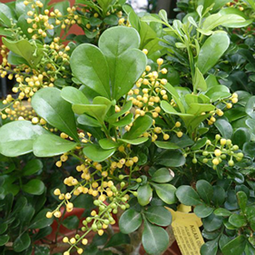 Chinese Perfume Plant, Std/Tree form, Aglaia odorata, 10” pot - www.nda ...