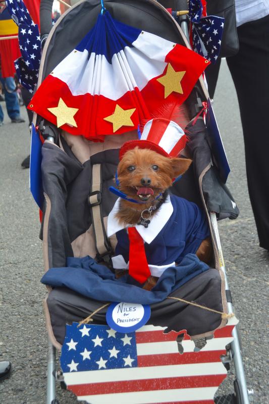 Pets on parade always a big hit at Sea Witch Festival Cape Gazette