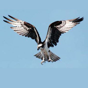 Welcome Back Osprey program set at Delaware Seashore State Park April 8 ...