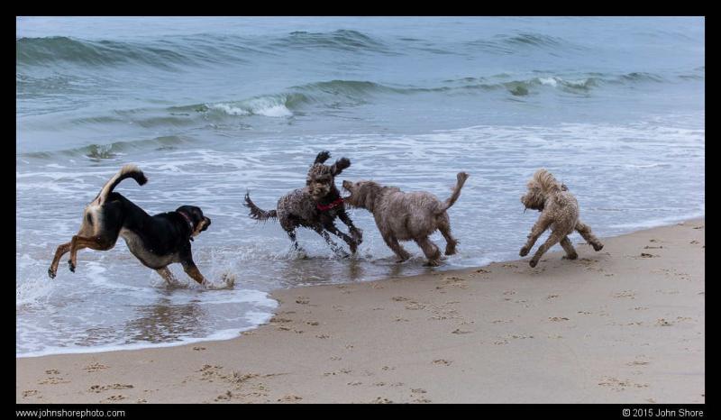 Doodle romp events return to Dewey Beach April 28, 29 | Cape Gazette