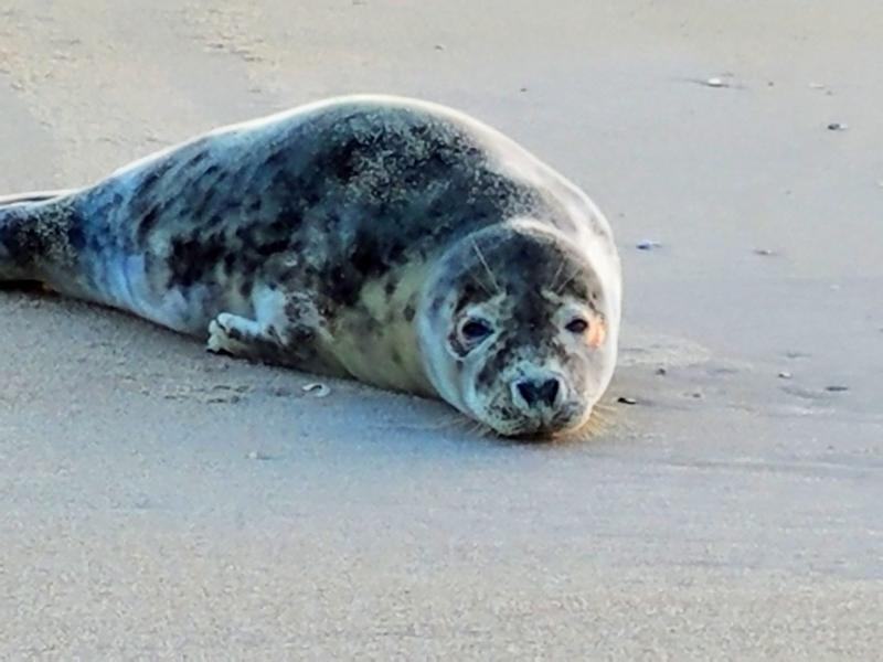 Seal pup greets visitors on Dewey Beach | Cape Gazette