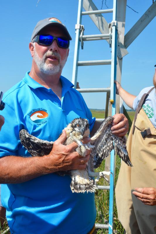 osprey-banding-important-to-life-cycle-cape-gazette