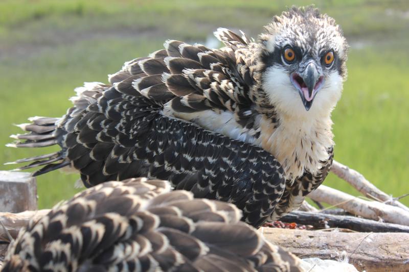 ospreys baby kit