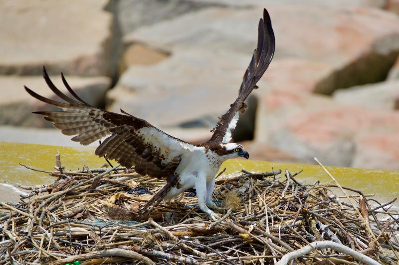 Special Lighthouse Osprey Banding Trip | Cape Gazette