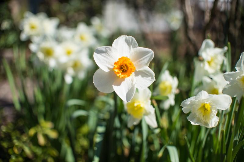 Mill Pond Garden in Lewes hosts Open Day | Cape Gazette