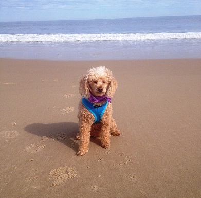 are dogs allowed on bethany beach all year