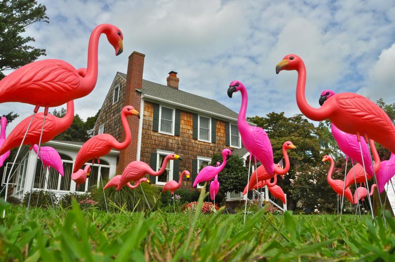 Girl Scout Pink Flamingo Flock Returns For Summer Cape Gazette