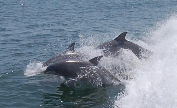 Five Dolphins Found Dead Along Delaware Beaches, News