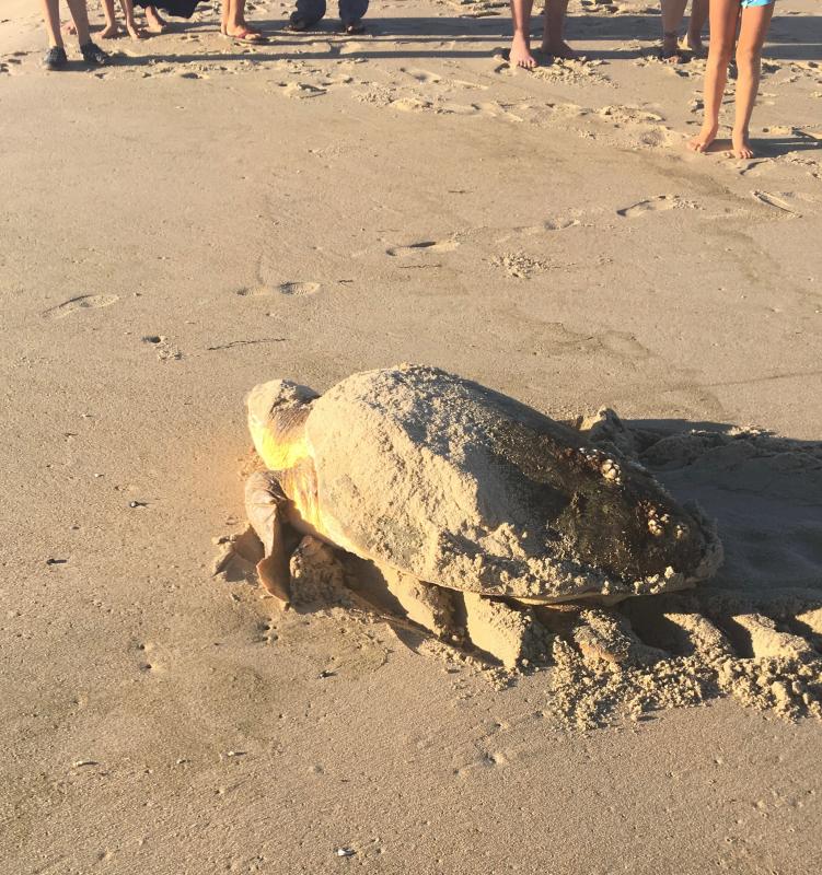 Loggerhead turtles hatch in Fenwick Island State Park | Cape Gazette