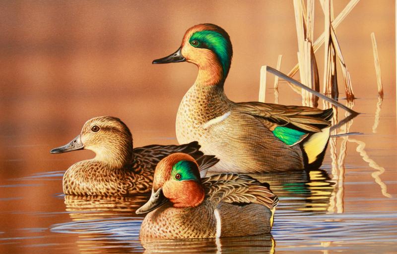 Ducks Unlimited celebrates 86 years of conservation