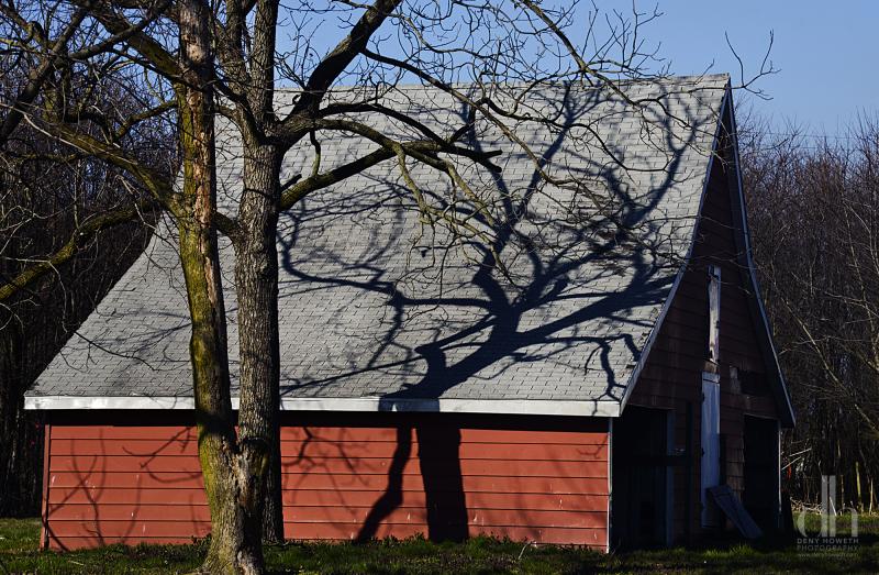 Tree Bones On A Barn Cape Gazette