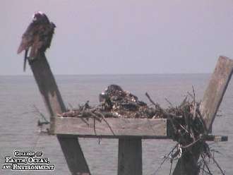 Check Out The Osprey Nest In The Roosevelt Inlet Cape Gazette