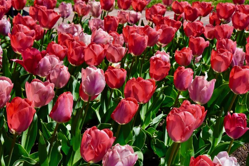 Tulips Bloom Just In Time For Lewes Celebration Cape Gazette