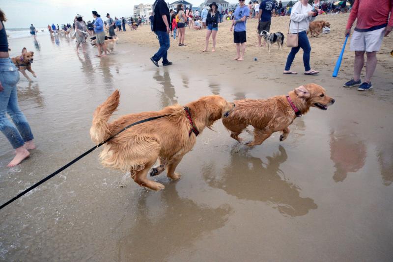 Dewey Golden Jubilee brings golden retrievers to Cape Region Cape Gazette