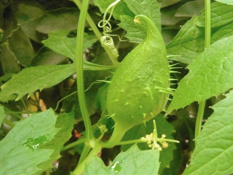 Because of their plump, stubby shape they are affectionately called Fat Babies.
FILE PHOTO