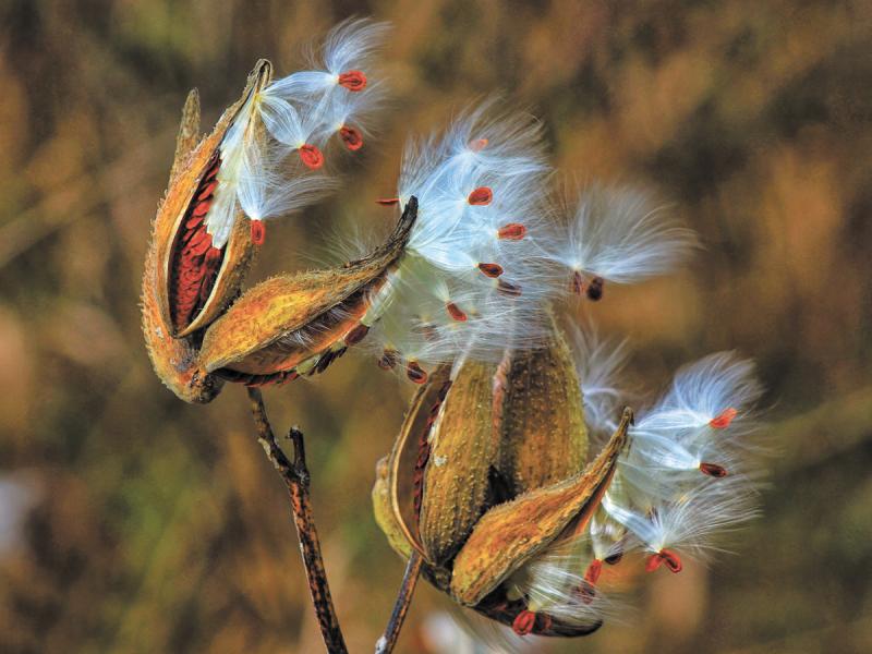 Plants gone to seed.