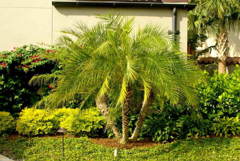 Pygmy date palms can add tropical flair indoors | Cape Gazette