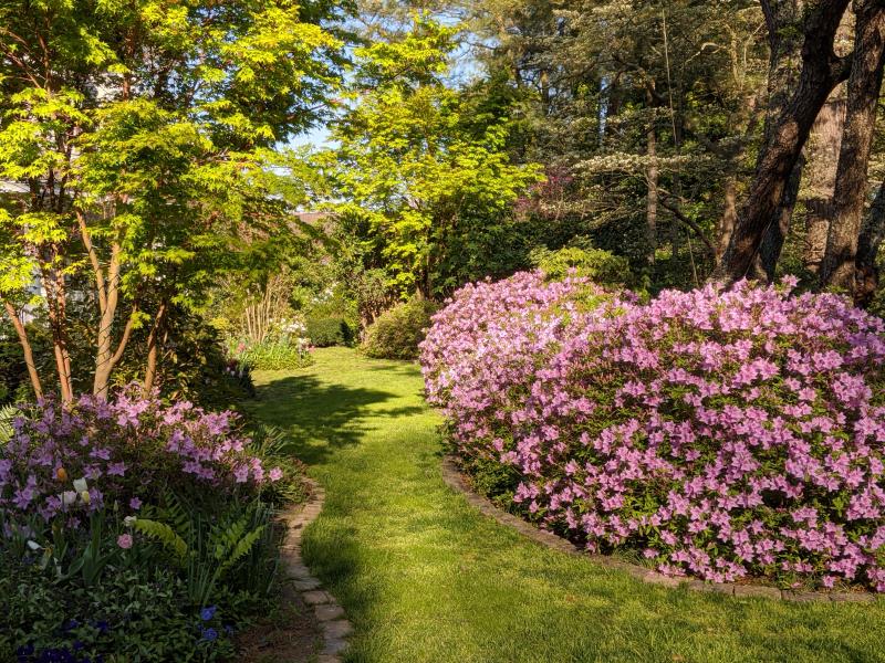 Mill Pond Garden in Lewes shares virtual tours and azalea tips | Cape  Gazette