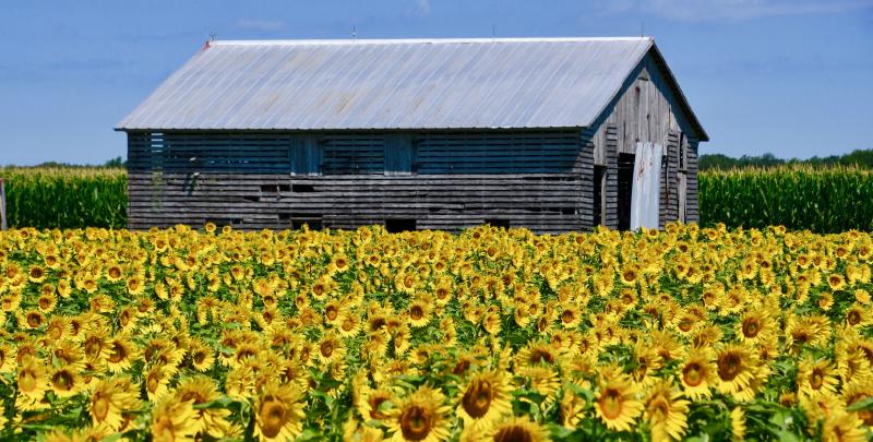 Even during a pandemic, farm life goes on. This sunflower field on Route 16 near Milton is in full bloom.