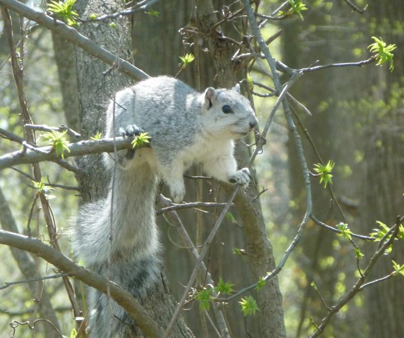 More Delmarva fox squirrels moving to Delaware | Cape Gazette