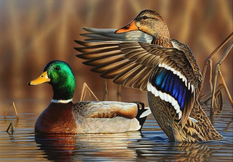 Delaware waterfowl and trout stamp art winners announced | Cape Gazette