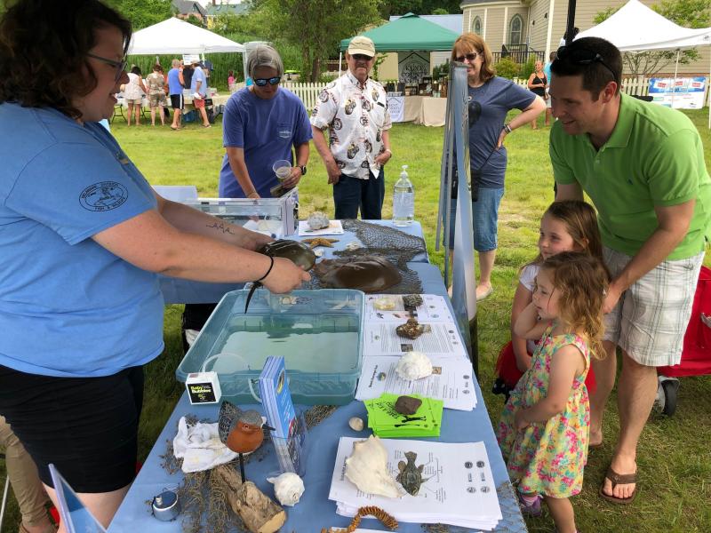 Horseshoe Crab and Shorebird Festival draws a crowd to Milton Cape