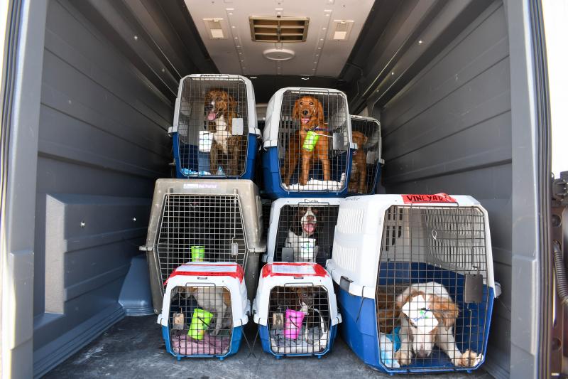 Brandywine Valley SPCA takes in homeless pets from Louisiana | Cape Gazette