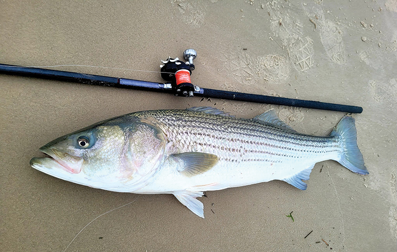 Striped bass, drum ready to be hooked