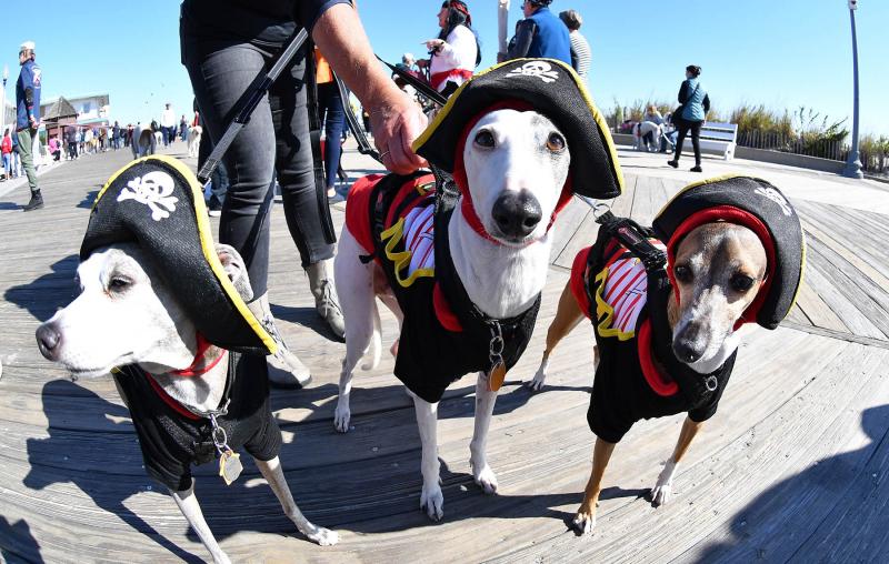 Perfect weekend for annual Greyhounds Reach the Beach Cape Gazette