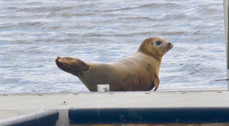 Marine Education, Research and Rehabilitation Institute volunteers kept watch on a healthy seal recovering from a minor wound in the area of Lewes Canalfront Park in April 2020. RON MACARTHUR PHOTO