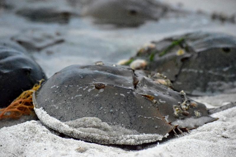 Changes proposed to horseshoe crab harvest regulations | Cape Gazette