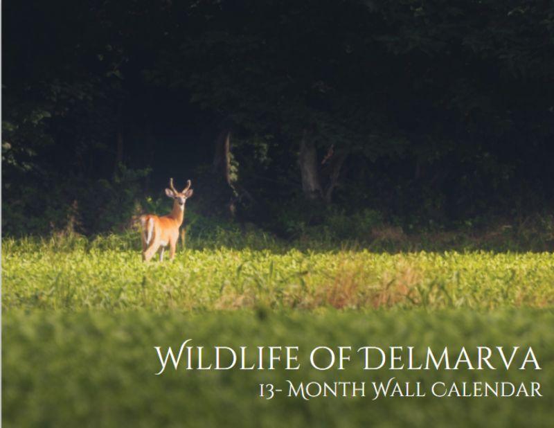 Wildlife calendar sales to benefit Center for the Inland Bays Cape