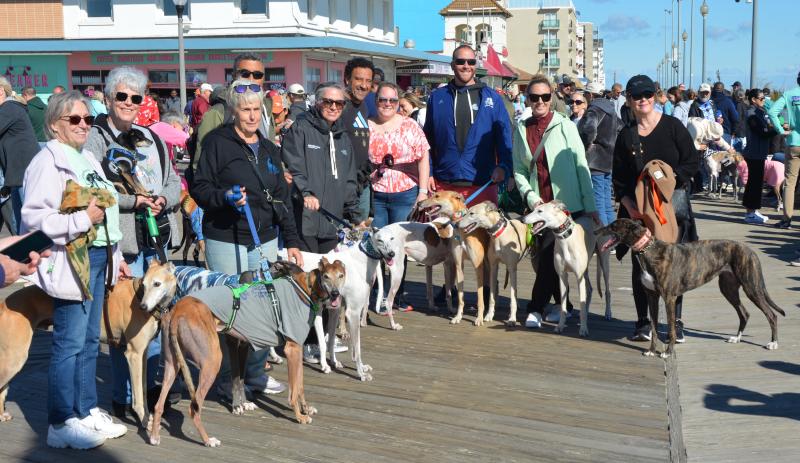 Greyhounds Reach the Beach: A Complete Travel Guide