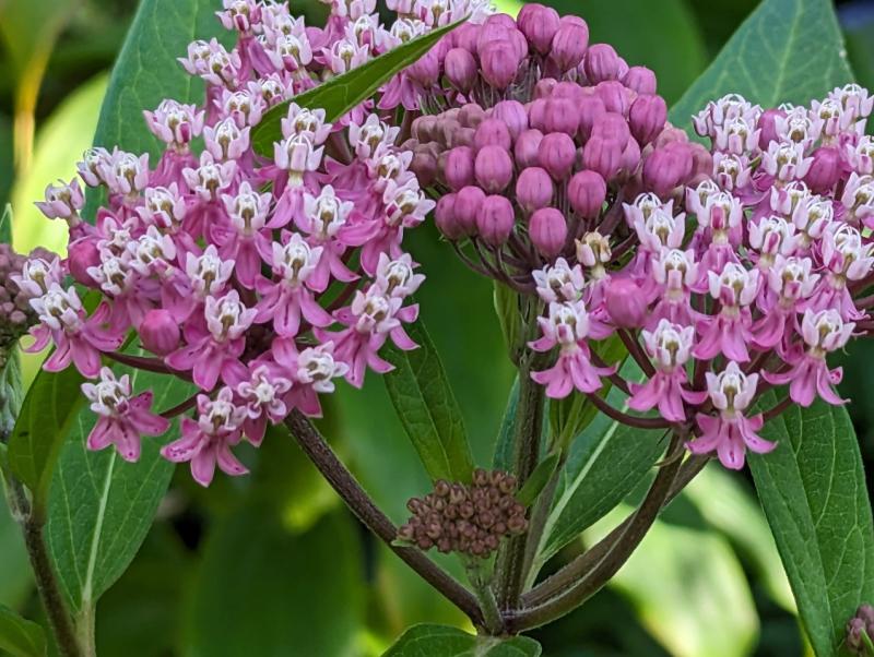 Mill Pond Garden to spotlight solstice flowers June 23 | Cape Gazette