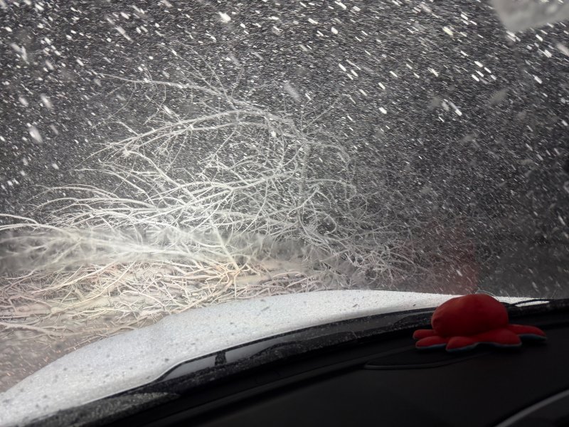 A downed tree blocks a roadway.